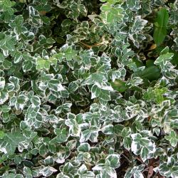 Euonymus fortunei ‘Emerald Gaiety’ (Emerald Gaiety wintercreeper), foliage