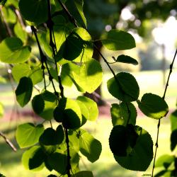 Cercidiphyllum japonicum ‘Pendulum’ (Weeping katsura tree), leaves