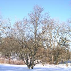 Cercidiphyllum japonicum Sieb. &amp; Zucc. (katsura tree), winter tree form, snow on ground