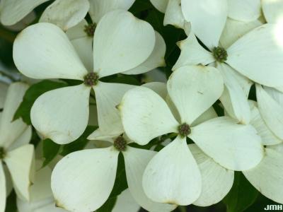 Cornus ‘Rutcan’ (CONSTELLATION® dogwood), close-up of flowers