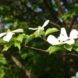 Cornus ‘Rutcan’ (CONSTELLATION® dogwood), branch with flowers and leaves
