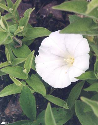 Convolvulus arvensis L. (field bindweed), vine, close-up of flower