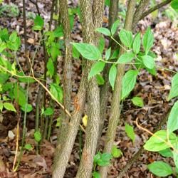 Cornus alternifolia L. f. (pagoda dogwood), bark