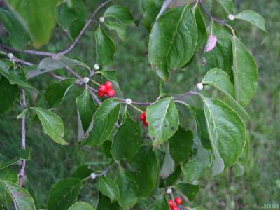 Cornus florida L. (flowering dogwood), fruit and leaves