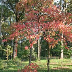 Cornus florida L. (flowering dogwood), growth habit, tree form, fall color