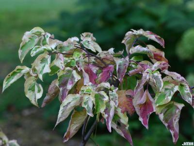 Cornus alternifolia ‘W. Stackman’ (GOLDEN SHADOWS™ pagoda dogwood), leaves with emerging fall color
