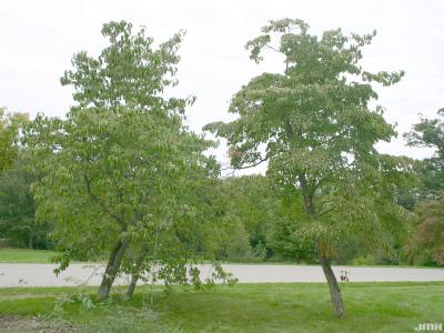 Cornus florida L. (flowering dogwood), tree forms
