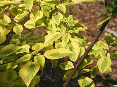 Cornus alternifolia ‘W. Stackman’ (GOLDEN SHADOWS™ pagoda dogwood), variegated leaves and buds