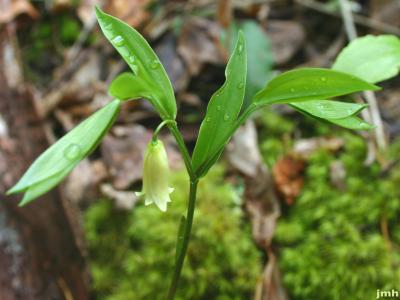 Uvularia puberula Michx. (mountain bellwort), flowers, leaves