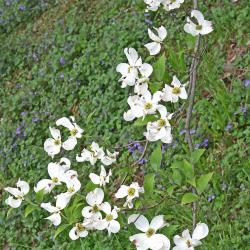 Cornus florida L. (flowering dogwood), branch with inflorescence