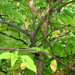 Cornus alternifolia L. f. (pagoda dogwood), branching and bark