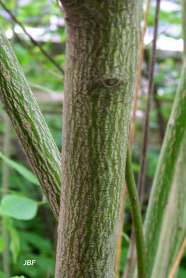 Cornus alternifolia L. f. (pagoda dogwood), bark