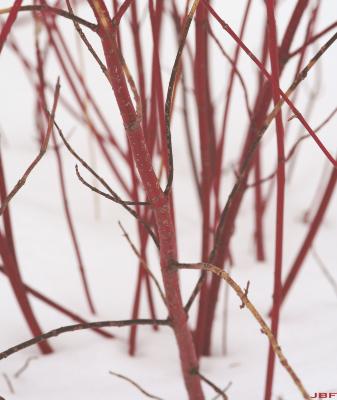 Cornus alba ‘Argenteomarginata’ (white-margined Siberian dogwood), shrub form, red stems against snowy background