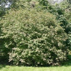 Cornus drummondii C. A. Meyer (rough-leaved dogwood), growth habit, shrub form