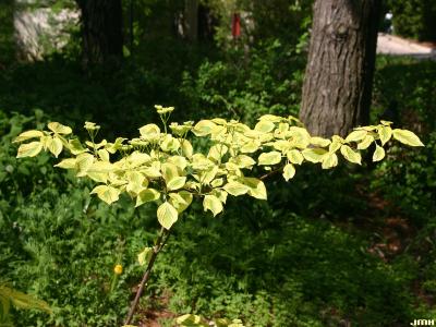 Cornus alternifolia ‘W. Stackman’ (GOLDEN SHADOWS™ pagoda dogwood), branch showing horizontal spread, growth habit