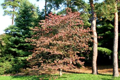 Cornus florida L. (flowering dogwood), growth habit, tree form, fall color