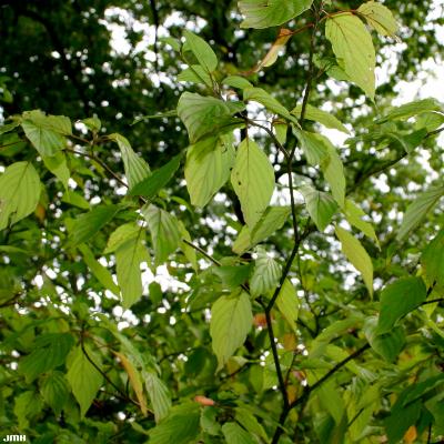 Cornus alternifolia L. f. (pagoda dogwood), branches with leaves
