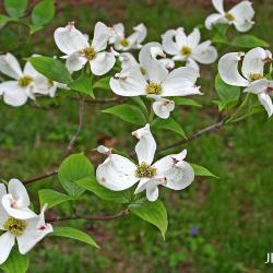Cornus florida L. (flowering dogwood), inflorescence