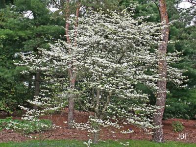 Cornus florida L. (flowering dogwood), tree form in full bloom