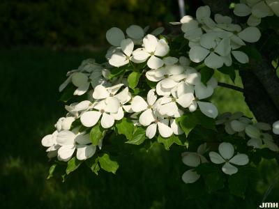 Cornus ‘Rutcan’ (CONSTELLATION® dogwood), flowers and leaves