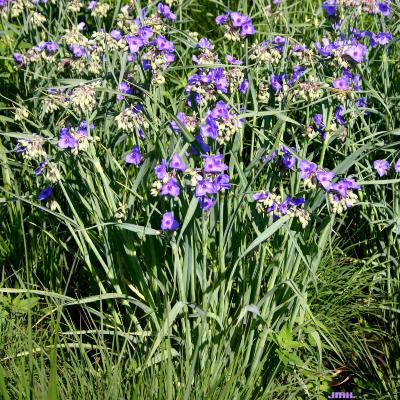 Tradescantia ohiensis Raf. (common spiderwort), flowers and foliage