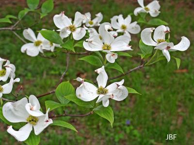Cornus florida L. (flowering dogwood), inflorescence