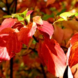Cornus alternifolia L. f. (pagoda dogwood), leaves, fall color