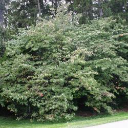 Cornus florida L. (flowering dogwood), shrubby tree form, growth habit