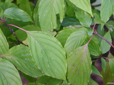 Cornus alternifolia L. f. (pagoda dogwood), leaves