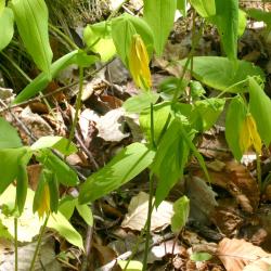 Uvularia grandiflora Sm. (bellwort), habitat 