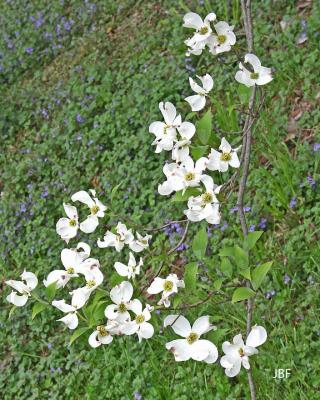Cornus florida L. (flowering dogwood), branch with inflorescence