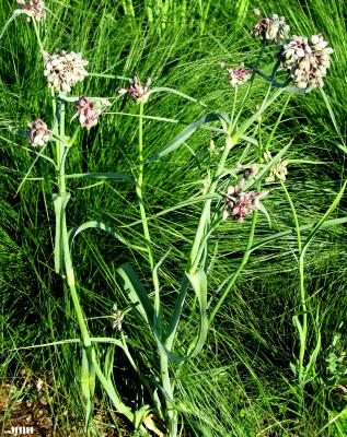 Tradescantia ohiensis Raf. (common spiderwort), habit