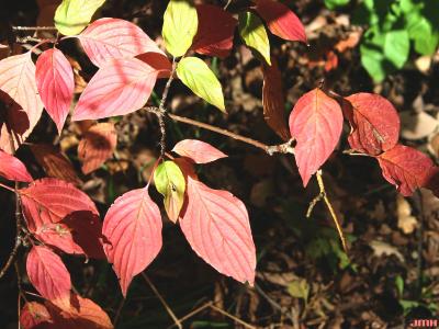 Cornus alternifolia L. f. (pagoda dogwood), leaves, fall color