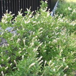 Clethra alnifolia L. (summersweet clethra), growth habit, shrub form