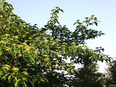 Cornus alternifolia L. f. (pagoda dogwood), habit, branches with flowers