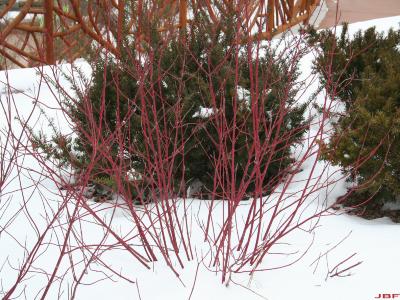 Cornus alba ‘Argenteomarginata’ (white-margined Siberian dogwood), shrub form, red stems against snowy background and evergreens