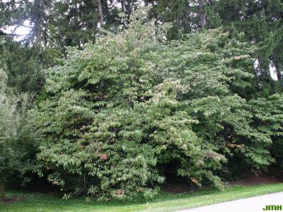 Cornus florida L. (flowering dogwood), shrubby tree form, growth habit