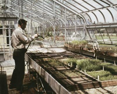 Ray Schulenberg watering prairie plugs in the greenhouse