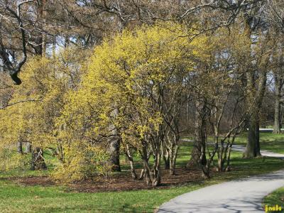 Cornus mas L. (Cornelian-cherry dogwood), growth habit, blooming shrub form