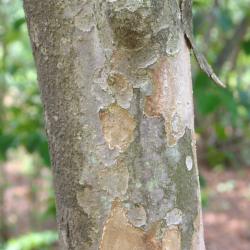 Cornus kousa var. chinensis A. Osborn (Chinese kousa dogwood), bark