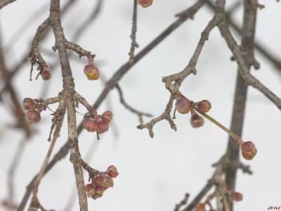Cornus mas L. (Cornelian-cherry dogwood), close-up of buds