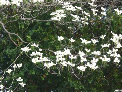 Cornus florida L. (flowering dogwood), branches with inflorescence