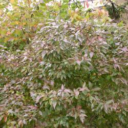 Cornus racemosa Lamarck (gray dogwood), plant form