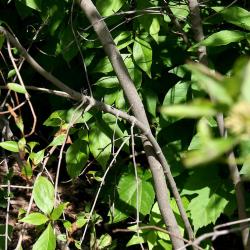 Cornus racemosa Lamarck (gray dogwood), bark