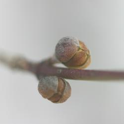 Cornus mas L. (Cornelian-cherry dogwood), close-up of flower buds