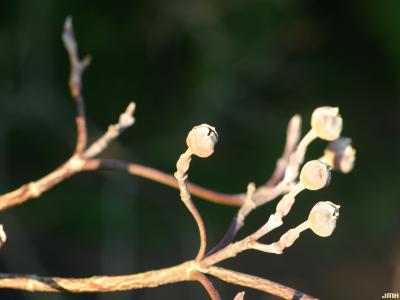 Cornus florida L. (flowering dogwood), flower buds