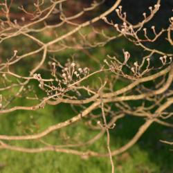 Cornus florida L. (flowering dogwood), branches with buds
