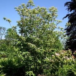 Cornus kousa ‘Satomi’ (Satomi kousa dogwood), shrubby tree form, growth habit