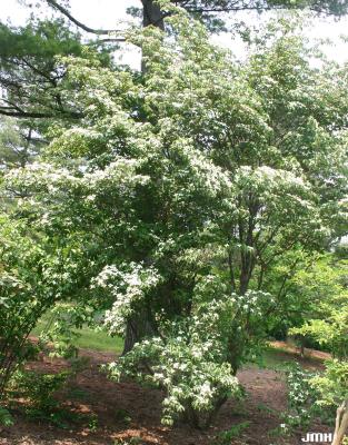 Cornus kousa var. chinensis A. Osborn (Chinese kousa dogwood), growth habit, blooming shrub form