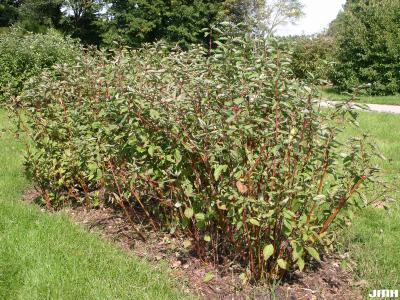 Cornus sericea ssp. sericea (red-osier dogwood), growth habit, shrub form